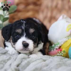 Mila, Cavachon Puppy